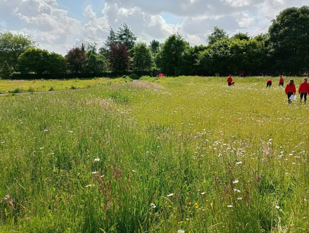 Botanic Meadow