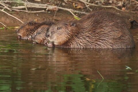 Devon Wildlife Trust