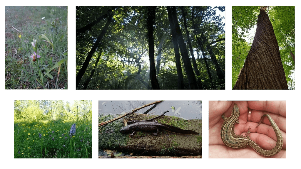 Ecology Consulting