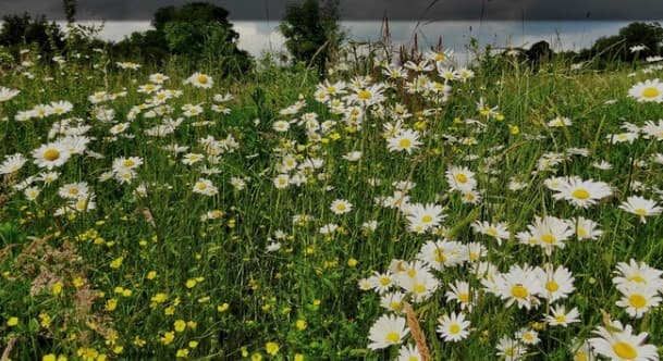 Ecology NW