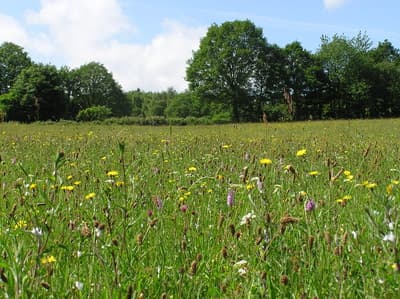 Flanagan Ecology & Access