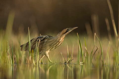 Norfolk Wildlife Trust