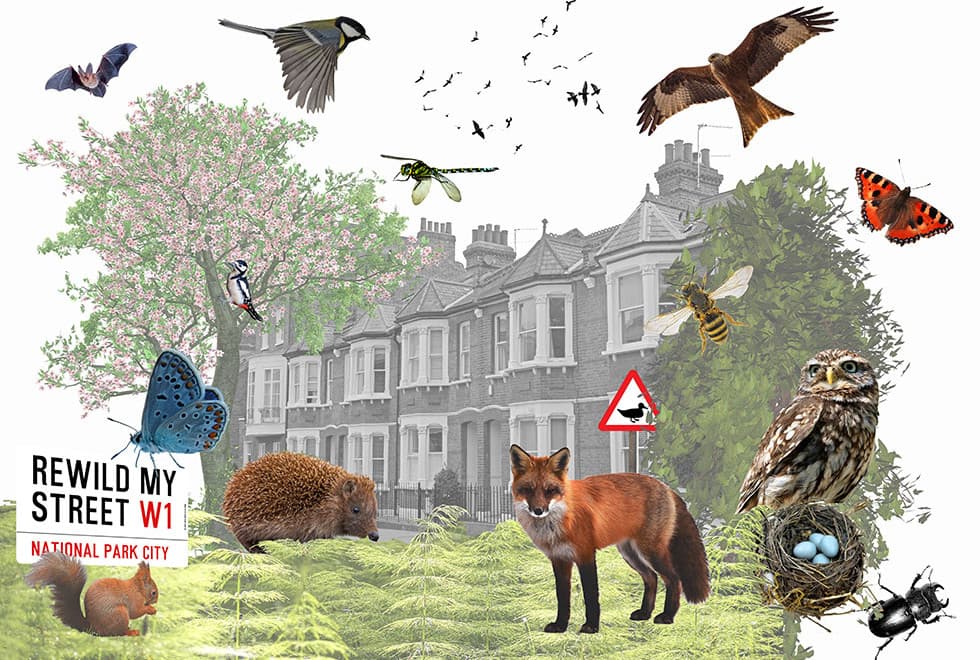 Rewild My Street