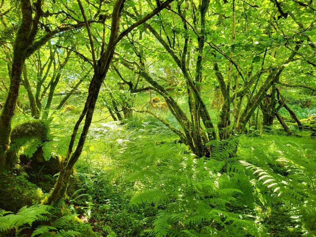 Rewild Your Land