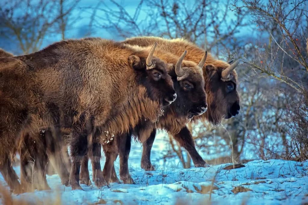 Rewilding Academy