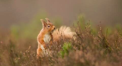 Wildlife Trusts Wales