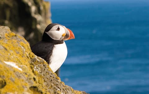 Yorkshire Wildlife Trust