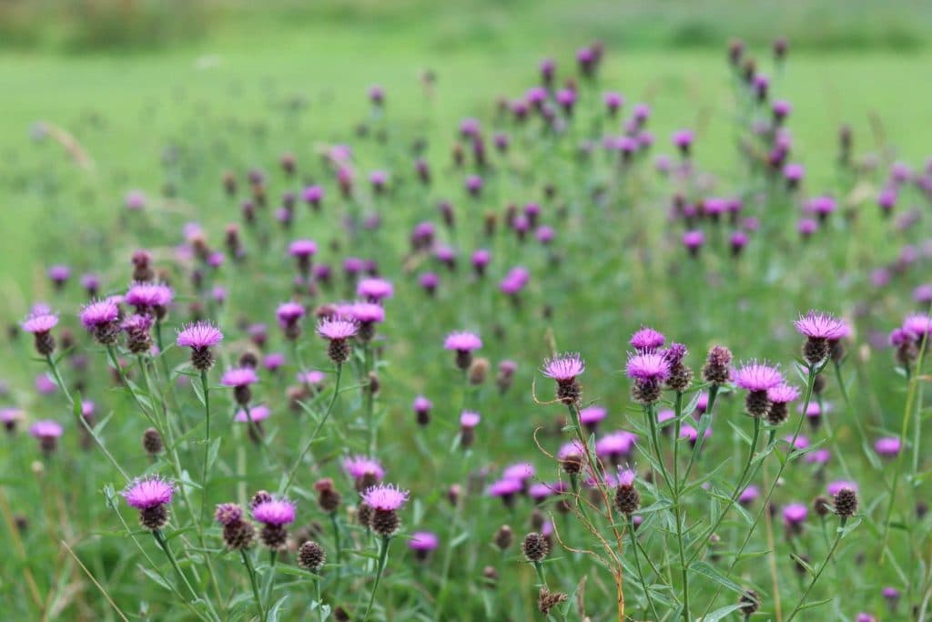 Dublin City Council Nature & Biodiversity