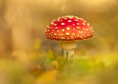 Berkshire, Buckinghamshire & Oxfordshire Wildlife Trust