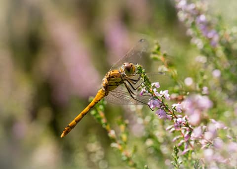 Cambs, Beds & Northants Wildlife Trust
