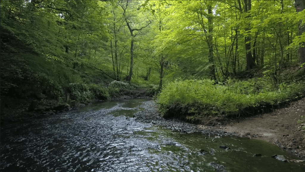 Ecology Services Ltd