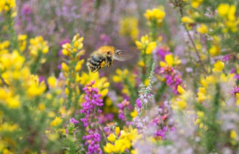 Hampshire & Isle of Wight Wildlife Trust
