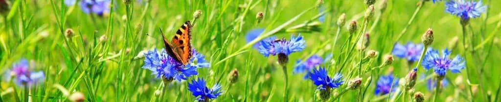 JCA Ecological Consultants