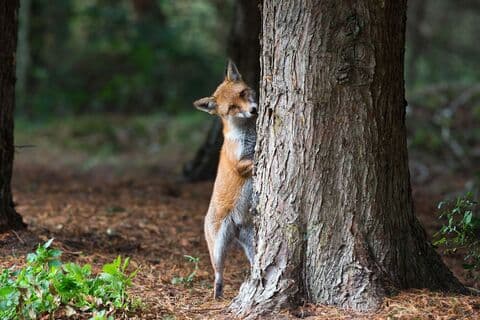 Lancashire Wildlife Trust