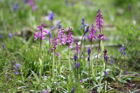 Midlands Nature (Staffordshire Wildlife Trust)