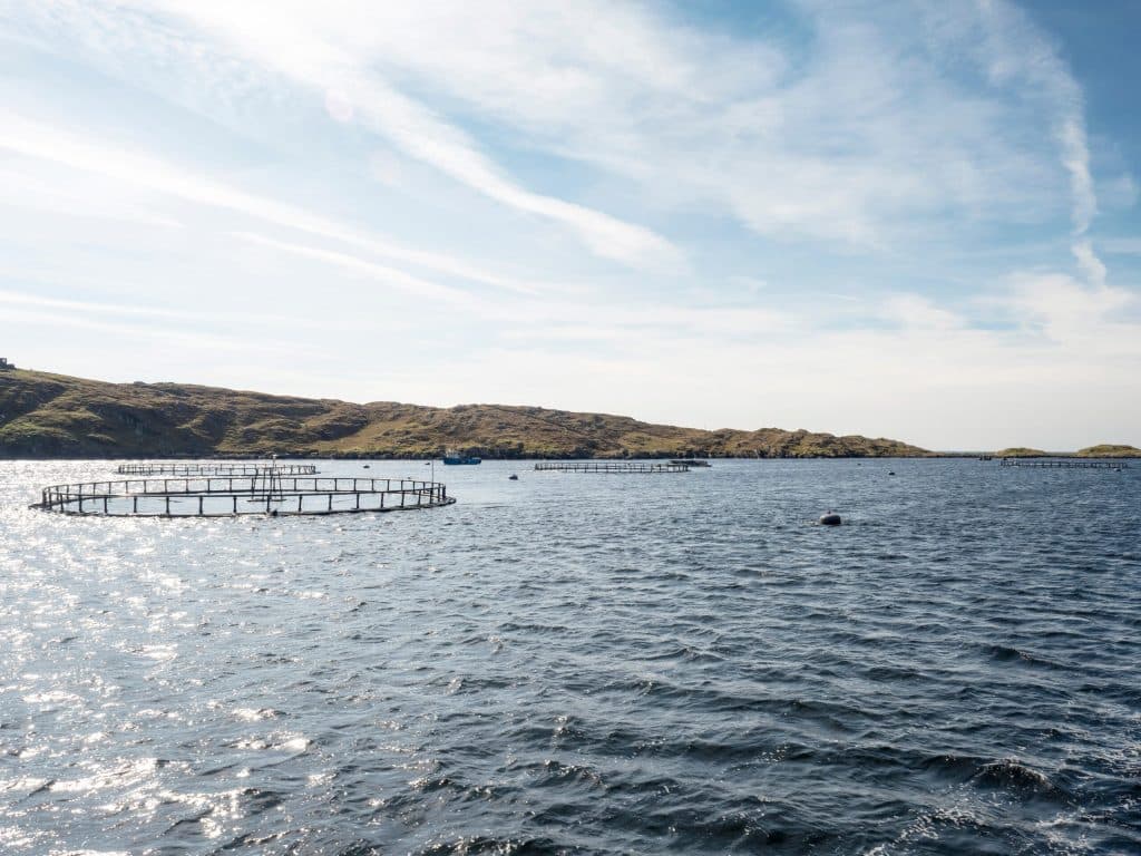 Oisre Conamara (ATU Marine & Freshwater Research Centre)