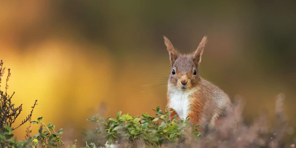 SCOTLAND: The Big Picture (rewilding training)