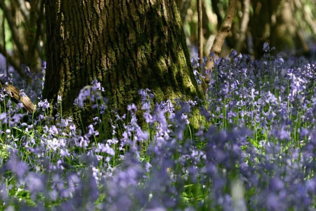 Sussex Wildlife Trust