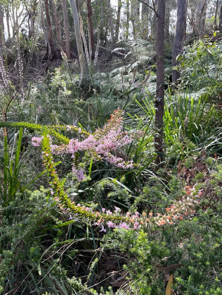 East Coast Ecology Epacris purpurascens var