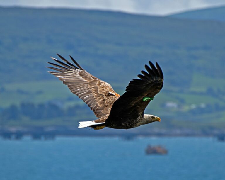 ecologists Galway Ireland White Tailed Eagle MKO 768x614