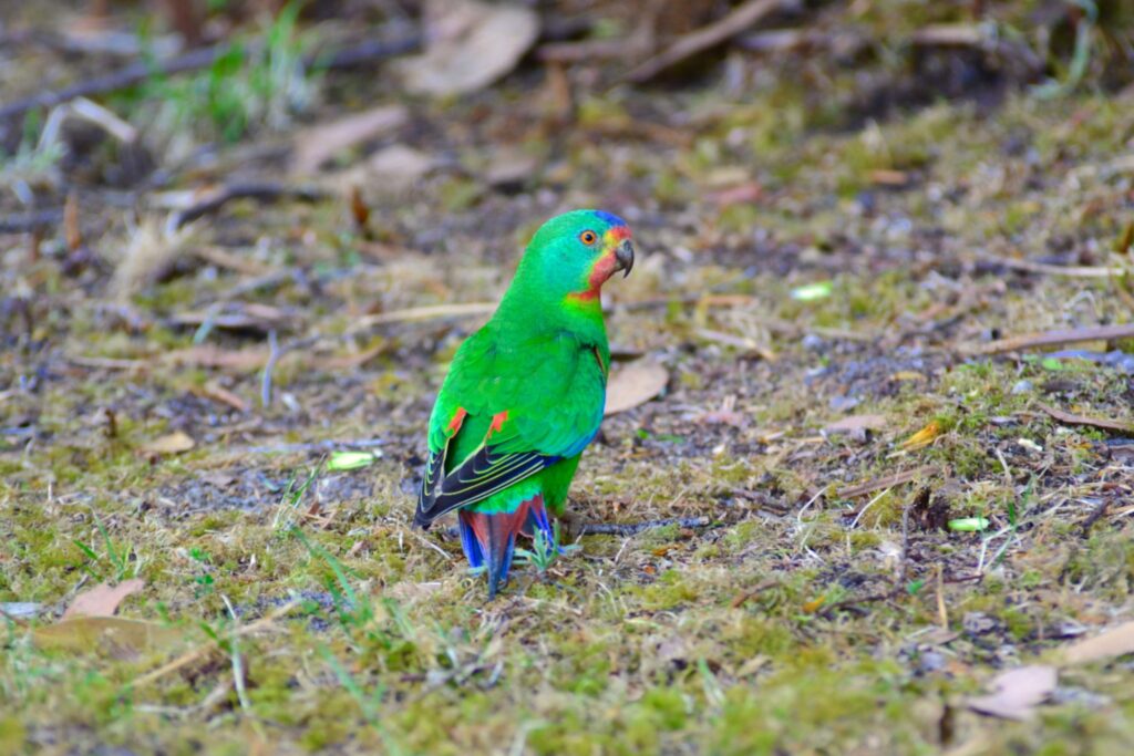 ecologists near Sydney 1024x683